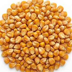 Corn